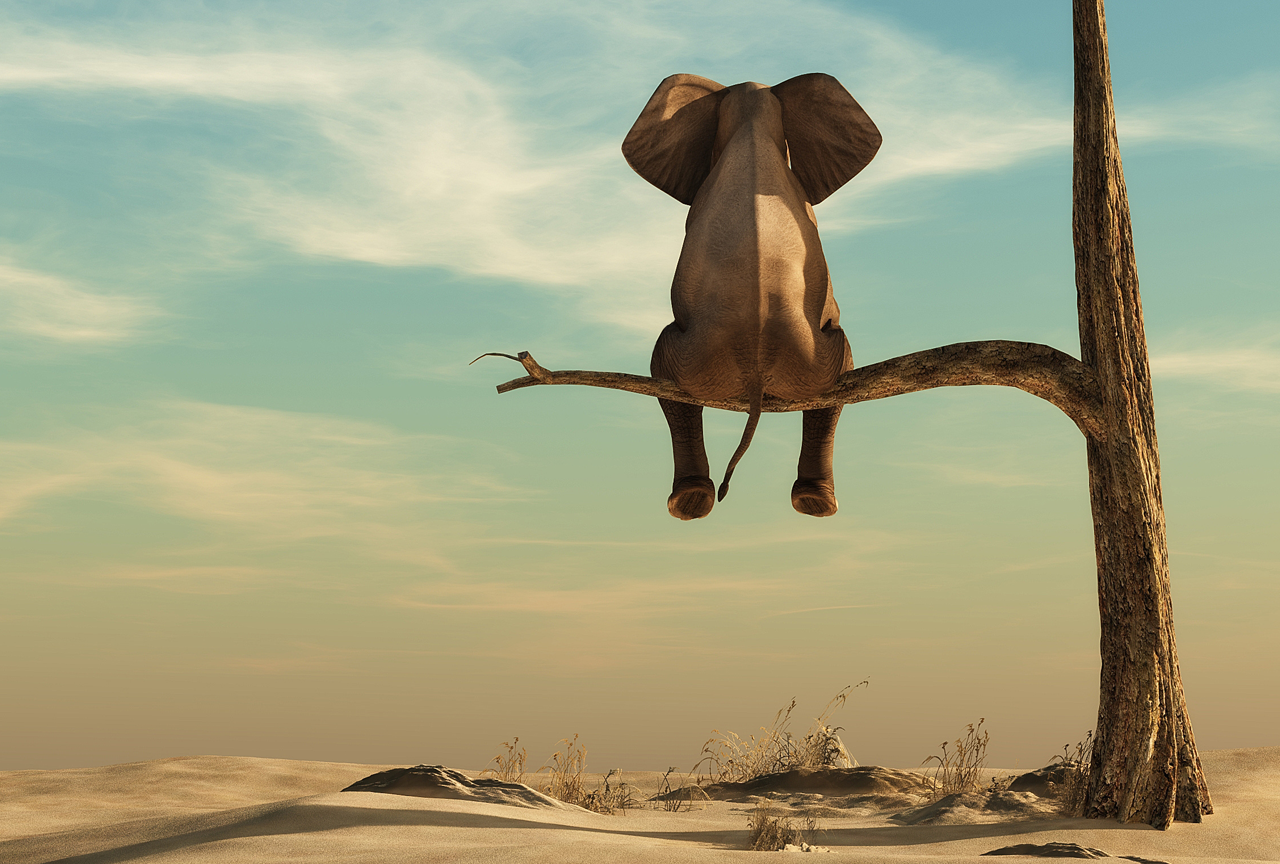 The Elephant at EECI 2012